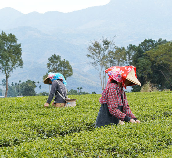 Darjeeling Wonders Tour