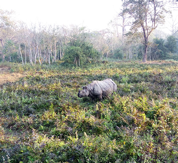 Serene Dooars Getaway